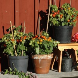 Vilma Tomato Seeds (Solanum lycopersicum L.)
