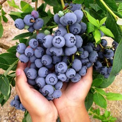 Sweet nain Blueberry Graines-Full sizefruits sur le nain plante 