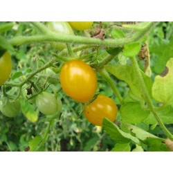 Semillas de Tomate salvaje Galapagos RARO (Lycopersicon cheesmanii)