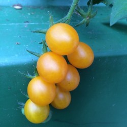 Galapagos Island Wild Tomato Seeds (Solanum chessmanii)