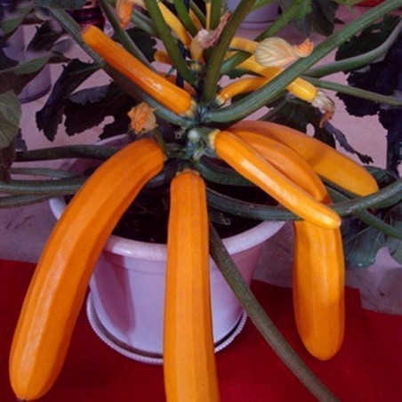 1.85 Graines de courgettes Orange SOLEIL