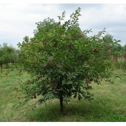 Steinweichsel Prunus mahaleb 5 exotische Samen 