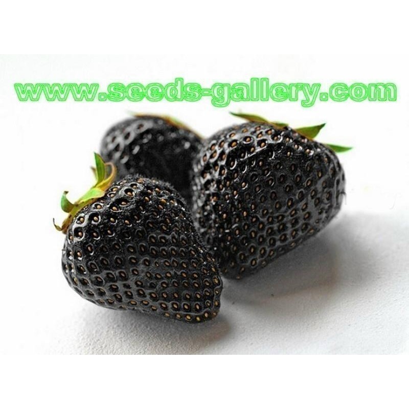 Black Strawberry Seeds - Exotic Rare  - 3