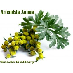 Sementes de DOCE ARTEMISIA -  Erva Medicinal (Artemisia annua)
