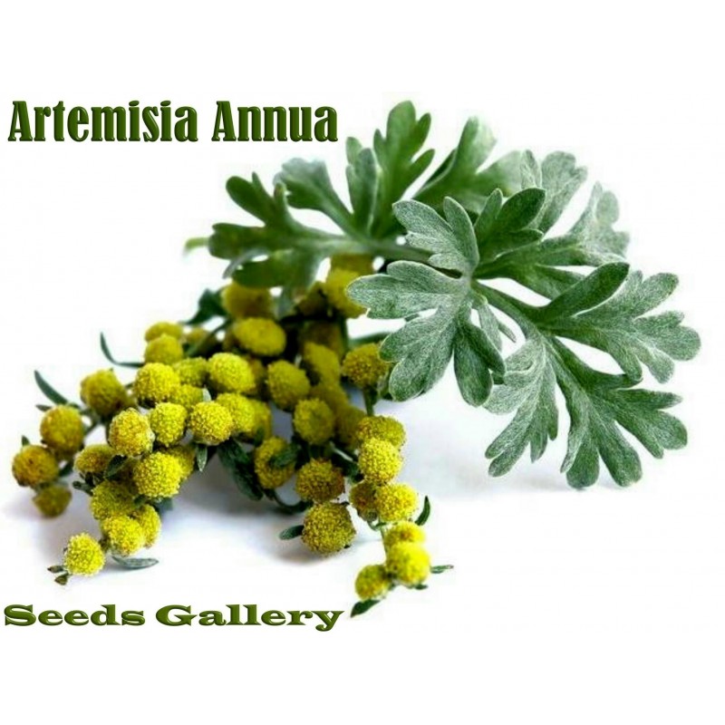 100 Semillas Orgánicas De Artemisia Annua, Ajenjo Dulce