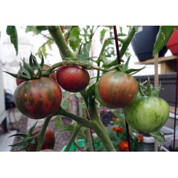Black Vernissage σπόροι ντομάτας