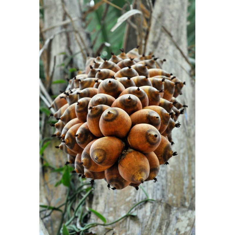 African Oil Palm Seeds (Elaeis guineensis) | Price: 4,95 € 🌳🌼🌸🌿🌱🍉