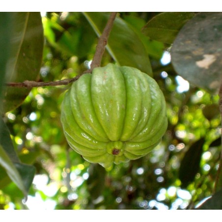 9 Semi di Garcinia Gummi-Gutta (Garcinia cambogia)