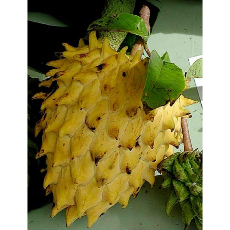 Biriba, Rollinia deliciosa, Samen | Price: 3,95 € 🌳🌼🌸🌿🌱🍉
