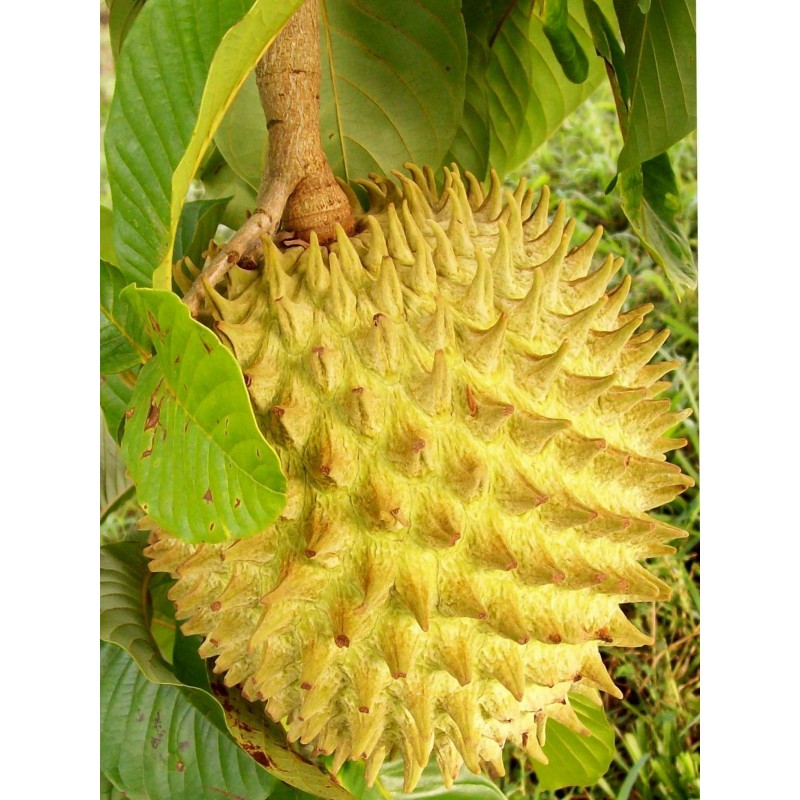 Semi di Biribá (Rollinia mucosa) | Price: 3,95 € 🌳🌼🌸🌿🌱🍉