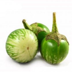 Thai Green Eggplant Seeds (Solanum melongena)
