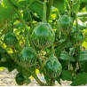1.95 Graines d'aubergine vertes rondes thaïlandaises