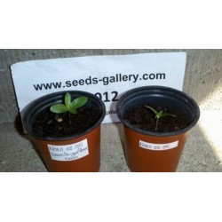 Noni Seeds (Morinda citrifolia, Rubiaceae)