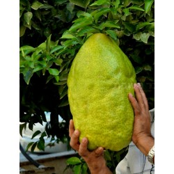Giant Citron Frön 4 kg frukt (Citrus medica Cedrat)