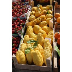 Σπόροι Κιτριά - Γίγαντες Citron 4 kg φρούτα (Citrus medica Cedrat)