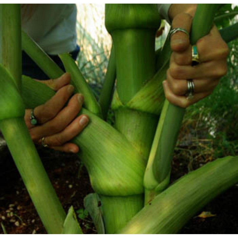 Σπόροι Ασιτάμπα - Ashitaba (Angelica keiskei)  - 3