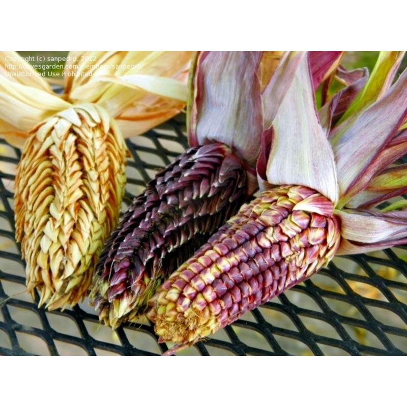 Σπόροι Zea mays, var. tunicata (Pod Corn) | Price: 1,95 € 🌳🌼🌸🌿🌱🍉