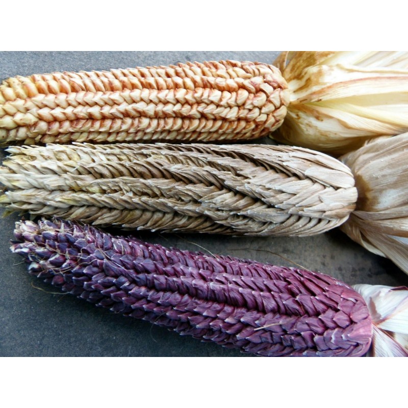 Σπόροι Zea mays, var. tunicata (Pod Corn) | Price: 1,95 € 🌳🌼🌸🌿🌱🍉