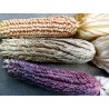 Σπόροι Zea mays, var. tunicata (Pod Corn) | Price: 1,95 € 🌳🌼🌸🌿🌱🍉