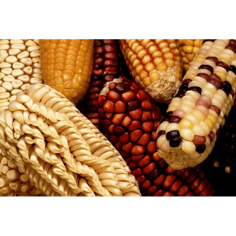 Σπόροι Zea mays, var. tunicata (Pod Corn) | Price: 1,95 € 🌳🌼🌸🌿🌱🍉