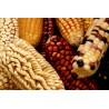 Σπόροι Zea mays, var. tunicata (Pod Corn) | Price: 1,95 € 🌳🌼🌸🌿🌱🍉