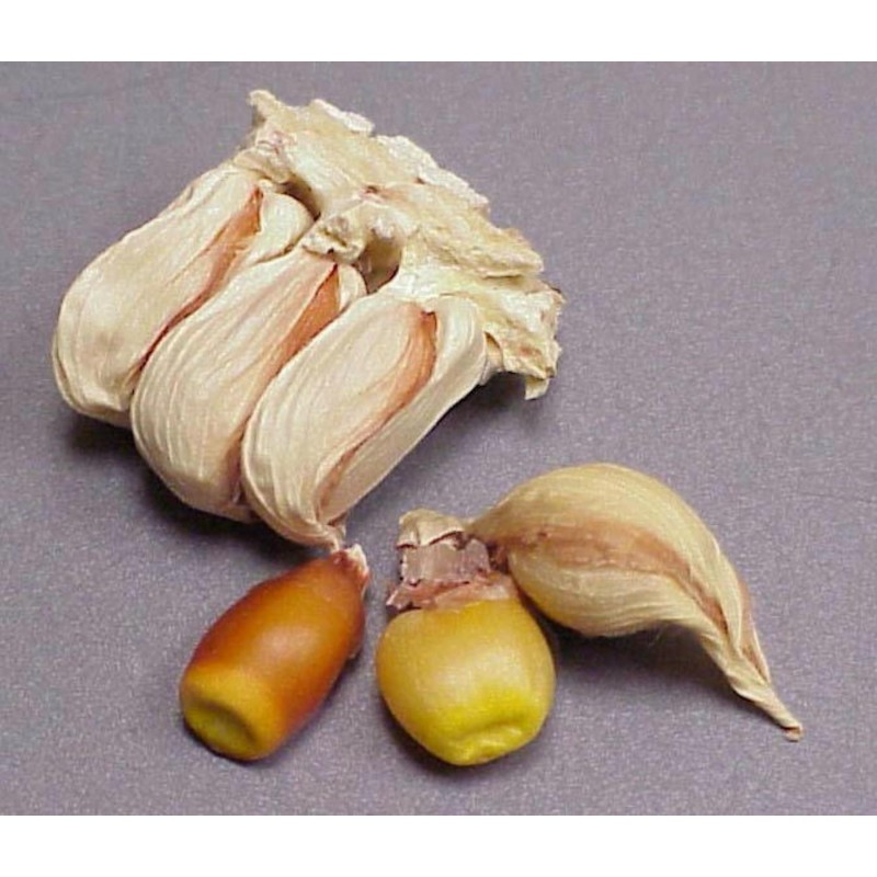 Σπόροι Zea mays, var. tunicata (Pod Corn) | Price: 1,95 € 🌳🌼🌸🌿🌱🍉