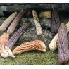 Σπόροι Zea mays, var. tunicata (Pod Corn) | Price: 1,95 € 🌳🌼🌸🌿🌱🍉
