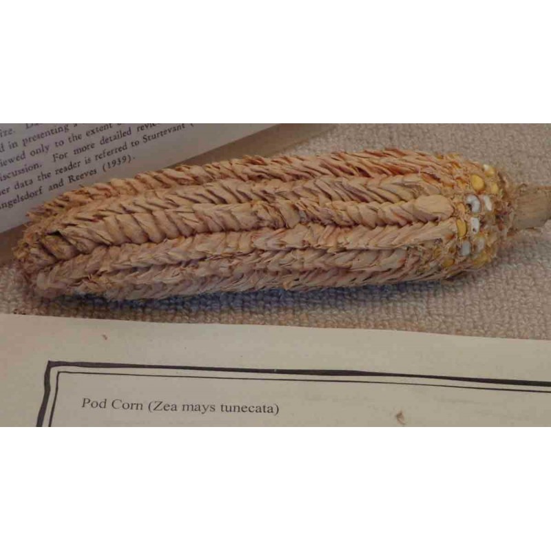 Σπόροι Zea mays, var. tunicata (Pod Corn) | Price: 1,95 € 🌳🌼🌸🌿🌱🍉