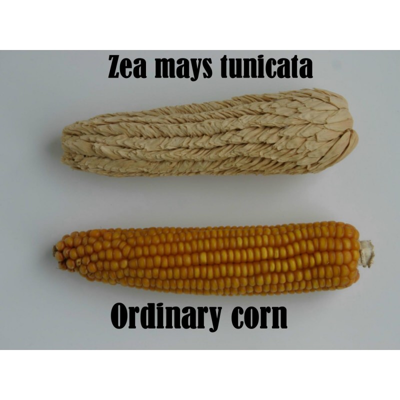 Σπόροι Zea mays, var. tunicata (Pod Corn) | Price: 1,95 € 🌳🌼🌸🌿🌱🍉