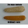 Σπόροι Zea mays, var. tunicata (Pod Corn) | Price: 1,95 € 🌳🌼🌸🌿🌱🍉