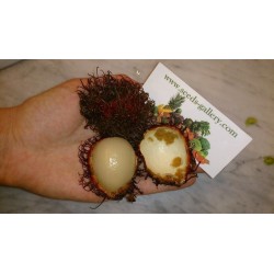 Σπόροι Rambutan Εξωτική γεύση και όψη τριχωτού αυγού