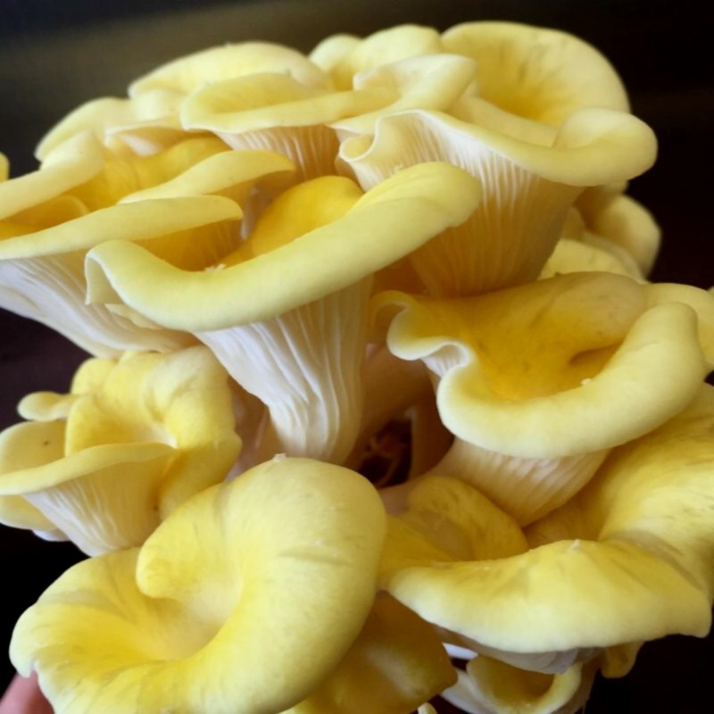 Golden Oyster Mushroom Mycelium Seeds (Pleurotus...