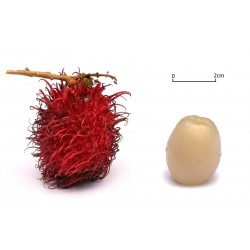 Sementes de Rambutão (Nephelium lappaceum) Frutas exóticas