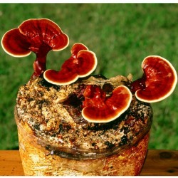Lingzhi Mushroom Or Reishi Mushroom, Mycelium, Spores, Seeds