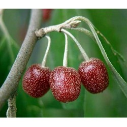 Japanese Silverberry - Autumn Olive Seeds (Elaeagnus umbellata)