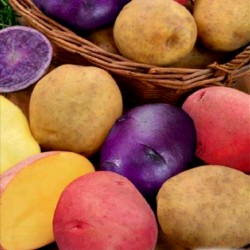“Salute“ Multi Colored Potato Seeds