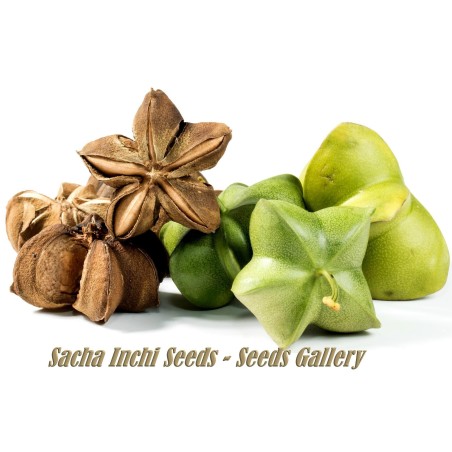 Inca Nut, Sacha Inchi, Sacha Peanut Seeds (Plukenetia volubilis)|β¬4.95