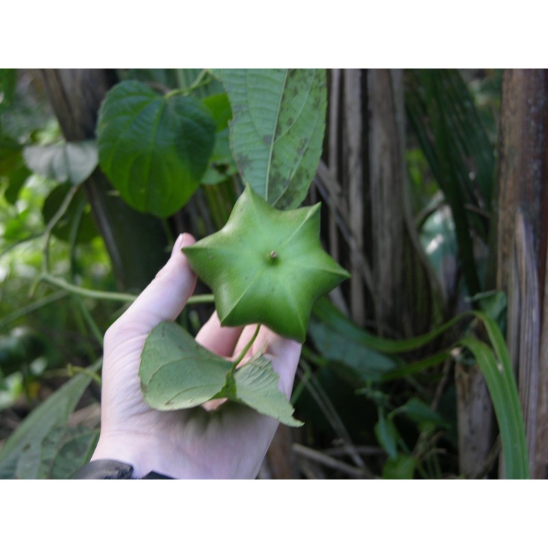 Inca Nut, Sacha Inchi, Sacha Peanut Seeds (Plukenetia volubilis)|€4.95