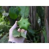 4.95 Σπόροι Inca Inchi (Plukenetia volubilis)