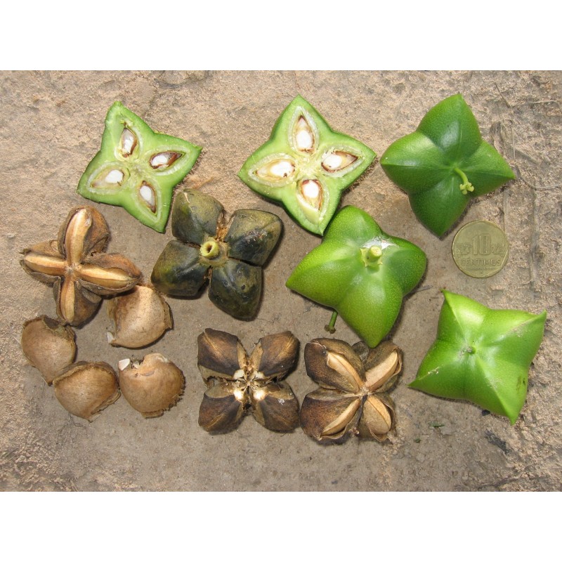Inca Nut, Sacha Inchi, Sacha Peanut Seeds (Plukenetia volubilis)|€4.95