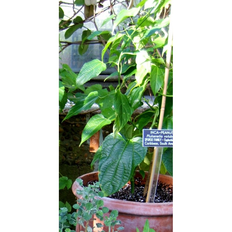 Inca Nut, Sacha Inchi, Sacha Peanut Seeds (Plukenetia volubilis)|€4.95