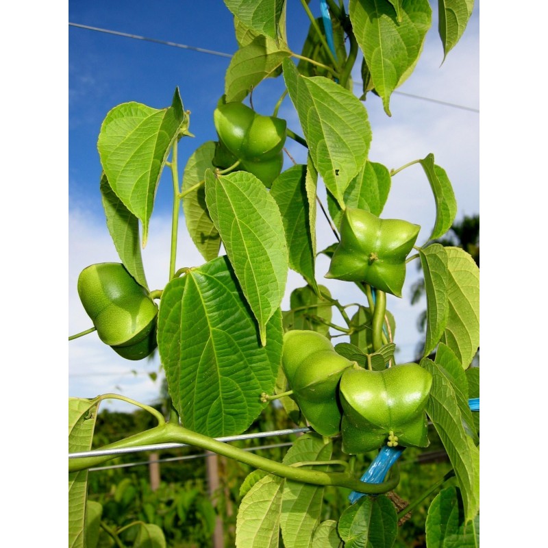 Inca Nut, Sacha Inchi, Sacha Peanut Seeds (Plukenetia volubilis)|€4.95