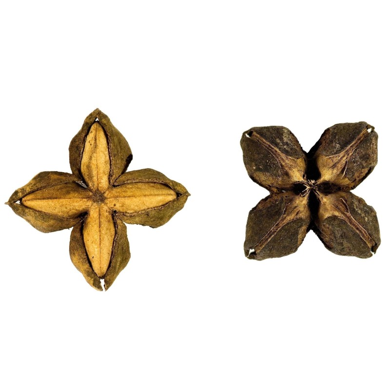 Inca Nut, Sacha Inchi, Sacha Peanut Seeds (Plukenetia volubilis)|€4.95
