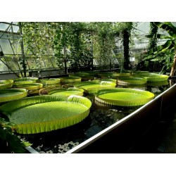 Giant Water Lily Lotus Seeds (Victoria amazonica)