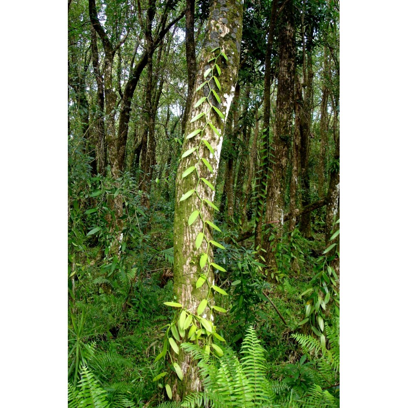 Spóroi Vanília í Vaníla “Bourbon” (Vanilla planifolia)  - 3