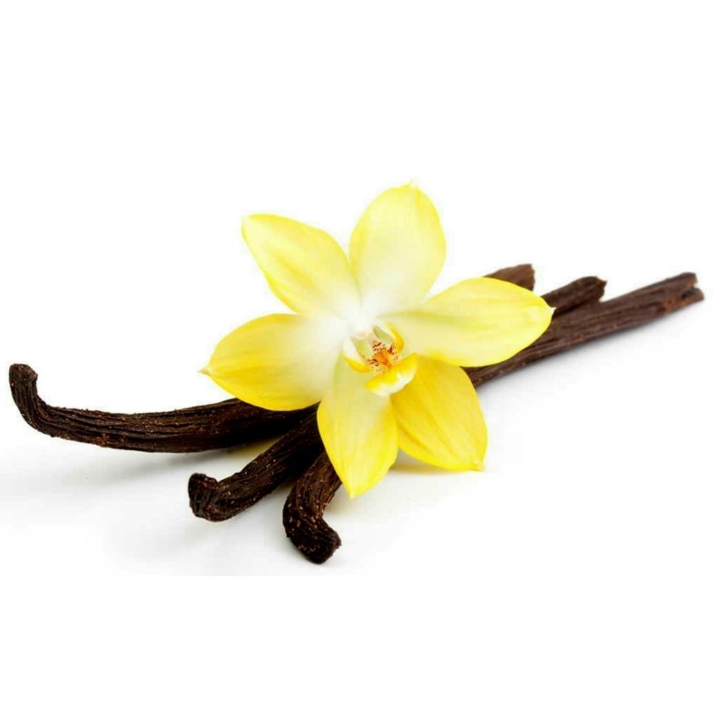 Bourbon Vanilla Seeds (Vanilla planifolia)  - 4