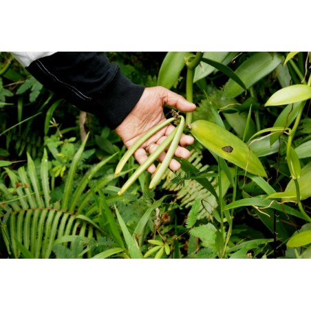 Semi di Vaniglia o Vainiglia “Bourbon” (Vanilla planifolia)  - 2