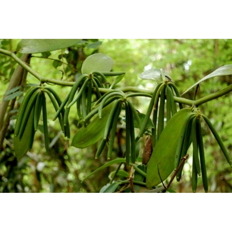 Bourbon Vanilla Seeds (Vanilla planifolia)  - 6