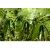 Bourbon Vanille - Echte Vanille Samen (Vanilla planifolia)  - 6