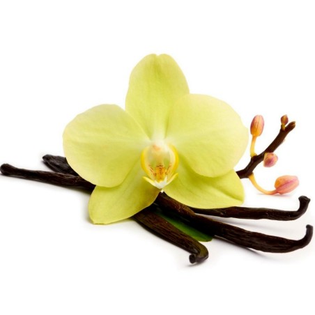 Semi di Vaniglia o Vainiglia “Bourbon” (Vanilla planifolia)  - 1